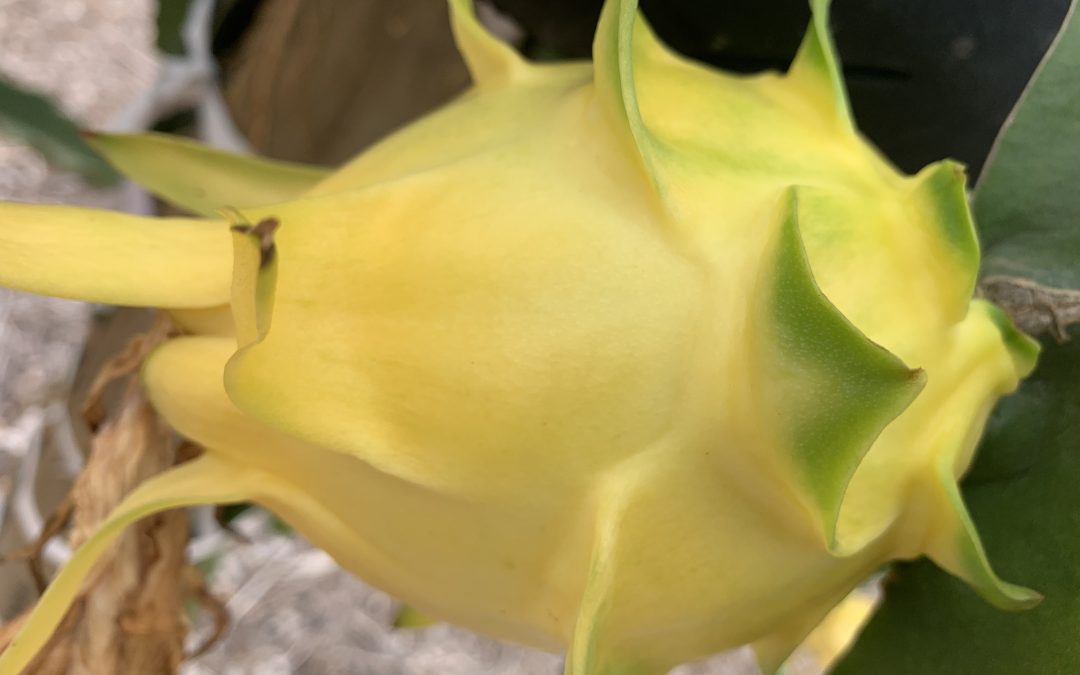 Aussie Gold