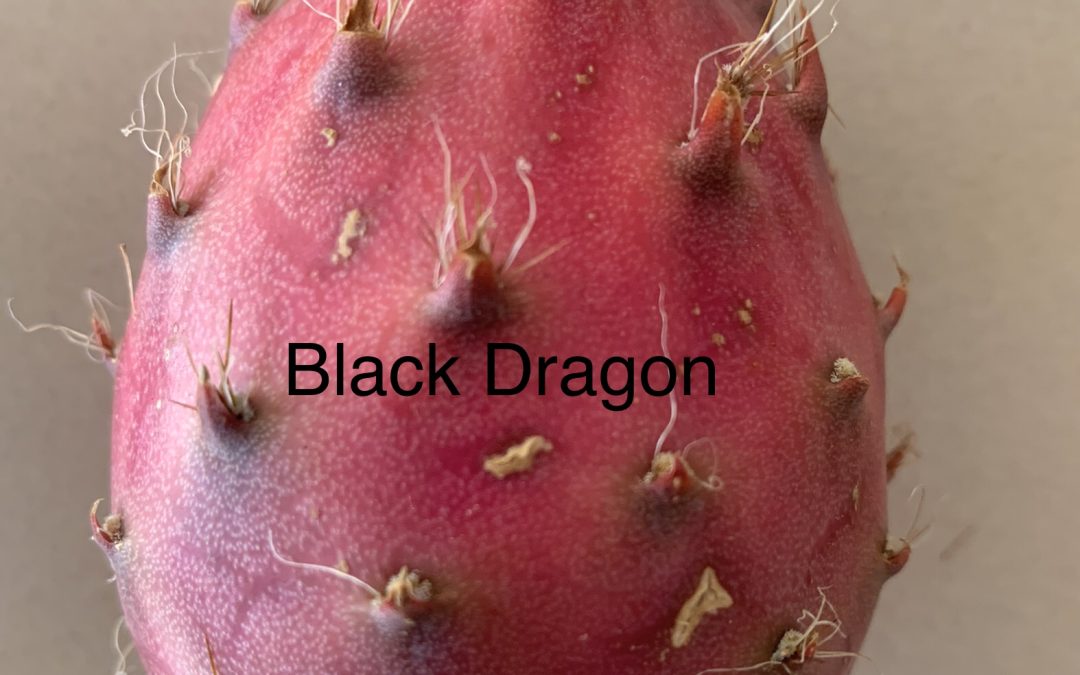 Black Dragon